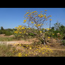 In voller Blüte und ohne Blätter